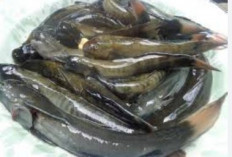 Ikan Mungkus, Ikan Air Tawar Terenak di Bengkulu Yang Terancam Punah, Ini Penyebabnya