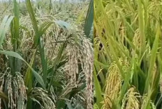 Perbandingan Padi Padi Galur Srikandi dan Padi Galur Kharisma, Makanakah Yang Lebih Unggul
