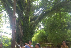 Taman Merdeka Manna Kembali Diserbu Pedagang, Dispar Lakukan Tindakan Tegas