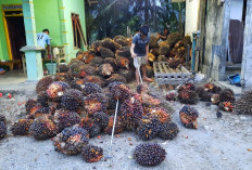 Harga TBS Stagnan, di Pabrik Rp2880 Per Kilogram
