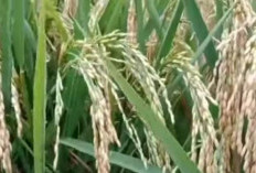 3 Nutrisi Penting Agar Bulir Padi Terisi Penuh dan Cara Pengaplikasiannya
