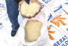 Bulog Berhasil Serap Beras Petani 760 Ton