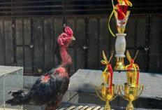 Ayam Jago Di Bengkulu Selatan Pernah Ditawar 50 Juta