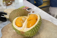 Menanam Durian Bawor Memang Menguntungkan, Omzet Jutaan Rupiah, Begini Cara Menanamnya Agar Berbuah Lebat