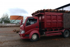 Harga TBS Bergerak Naik, di Pabrik Rp2730 Per Kilogram