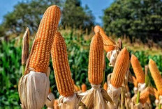 Kabar Bahagia Untuk Petani Jagung Bengkulu, Pemerintah Berlakukan HPP Menjadi Rp 5.500 Perkilogram