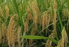  Padi Viral PMJ 01, Paling Diburu Petani Indonesia