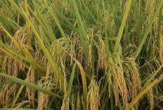 4 Jenis Padi Galur yang Paling Banyak Ditanam Petani Tahun 2025