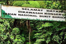 Hutan Berkontribusi Kurangi Emisi Karbon, Bisa Jadi Sumber Ekonomi Baru