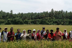 Dukung Petani Optimalkan Tanam Padi Tiga Kali Setahun, Ini Langkah Dilakukan Distan Bengkulu Selatan