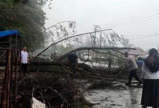 Pemprov Bengkulu Data Pohon di kawasan Pantai Panjang yang Berpotensi Tumbang