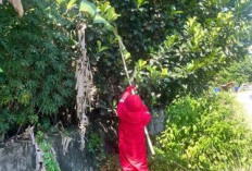 Ancam Keselamatan Warga, Satpoldam Evakuasi Sarang Tawon Pembunuh