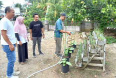 DKP BS Beri Contoh Pemanfaatan Lahan Pekarangan Untuk Ketahanan Pangan