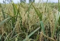 2 Jenis Padi Unggul Srikandi Genjah dan PMJ01, Ini Perbedaannya