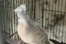 Burung Perkutut Berjambul, Tuah Sang Raja, Cocok Dipelihara Para Pejabat dan Politisi