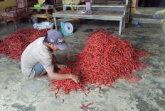 Makin Pedas, Harga Cabai Tembus Rp 100 Ribu Per Kg