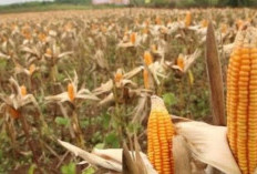 Distan Segera Usulkan Bibit Jagung Kompensasi Pengeringan Bendungan
