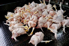 Harga Daging Ayam Potong Naik Drastis, Ini Penyebabnya