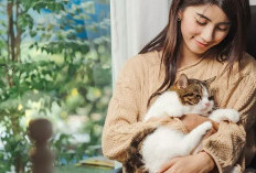 Hidup Lebih bahagia dan Sehat dengan Memelihara Kucing