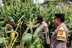 Kapolres Kaur Pantau Tanaman Jagung Program Ketahanan Pangan