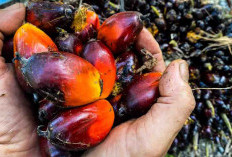 Hanya Rp 2.643 per Kg, Harga TBS di Provinsi Bengkulu Bulan Februari 2025 Turun