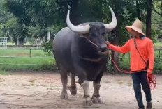 7 Jenis Kerbau terbesar di Duniia, Mirip Gajah, Ini Jenisnya