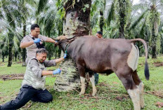 Tim Balai Venteriner Lampung Ambil Sampel Liur dan Kotoran Ternak di Desa Talang Padang