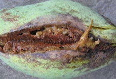 Cara Mengobati Buah Mangga Busuk dan Banyak Ulat, Dijamin Buah Matang Sempurna Tanpa Insektisida