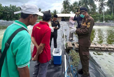 Kualitas Udang Tambak Kaur Diperiksa Tim Karantina Ikan Bengkulu