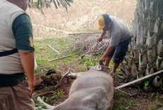 Penyakit Ngorok Kembali Meluas, Puluhan Ternak di Kaur Ditemukan Mati