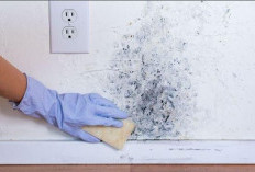 Tembok Berjamur, Waspadai Bahaya Black Mold bagi Kesehatan