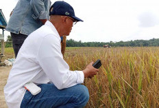 Sebelum Cuti Kampanye, Bupati Bengkulu Selatan Minta Petani Manfaatkan Waktu Jeda Tanam