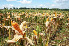 Harga Jagung Pipil Berangsur Naik, Per Kilo Rp4800