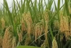 8 Jenis Padi Paling Unggul Dengan Hasil Melimpah, Sekali Tanam Petani Langsung Jatuh Cinta