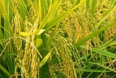 Benih Padi Hibrida Unggulan: Supadi 56, Malai Panjang Anakan Banyak