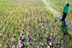 50 Persen Sawah di Desa Air Latak Mengalami Gagal Panen