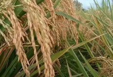 2 varietas Padi Unggul Yang Bisa Membuat Rekening Petani Gendut, Hasil Panen Padi Ini Melimpah