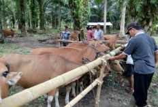 Pemkab Seluma Belum Pastikan Jumlah Hewan Kurban yang Disiapkan