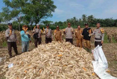 Program Ketahanan Pangan Polres Bengkulu Selatan Berhasil, Panen Perdana Hasilkan 2,5 Ton Jagung