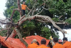 Jaga Keamanan Pengendara, BPBD Bengkulu Selatan Bakal Tebang Pohon Tua Pinggir Jalan