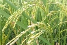 5 Penyebab Bulir Padi Hampa Menyebabkan Petani Rugi