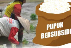 Gusnan: Petani Dapat Pupuk Subsidi, Jangan Dijual