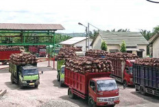 Harga TBS di Bengkulu Selatan Kembali Naik, Aturan PKS Mulai Longgar