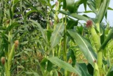 2 Penyakit Paling Berbahaya Bagi Tanaman agung, Karat Daun dan Bulai