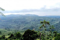 Aktivis Hutan Tolak Rencana Penambangan Emas di Kawasan Hutan Bukit Sanggul