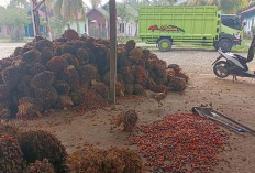 Berkah Petani, Harga TBS Sentuh Rp2230 Per Kilogram