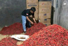 Jelang Puasa, Harga Cabai Semakin Murah