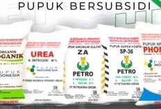 Alokasi Pupuk Bersubsidi di Bengkulu Bertambah