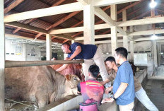 2036 Ternak Di Seluma Akan Dikurbankan, Kesehatan Sudah Diperiksa