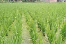 Padi Cibugo Jumbo Premium, Padi Unggul Produksi Tinggi yang Banyak Dicari Petani